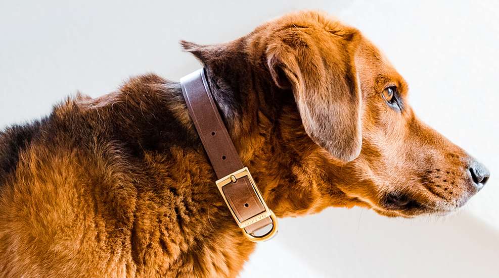 Galco Dog Collar
