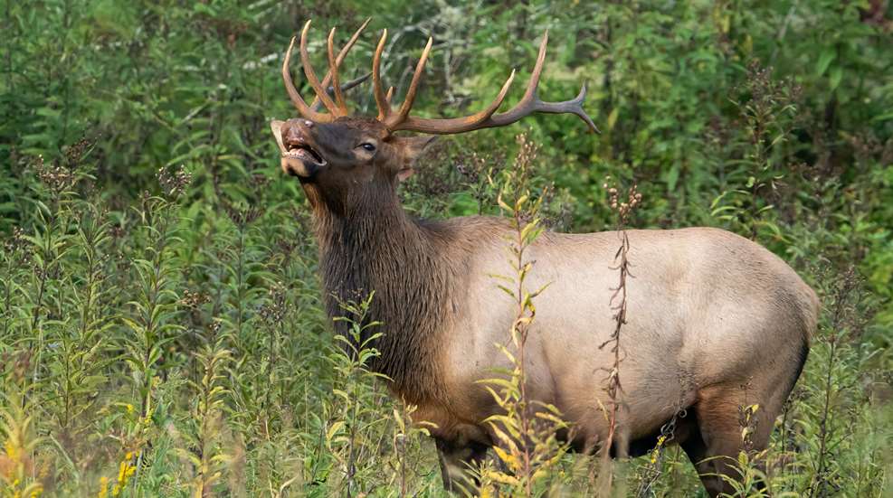 Deering Elk Curling Lip