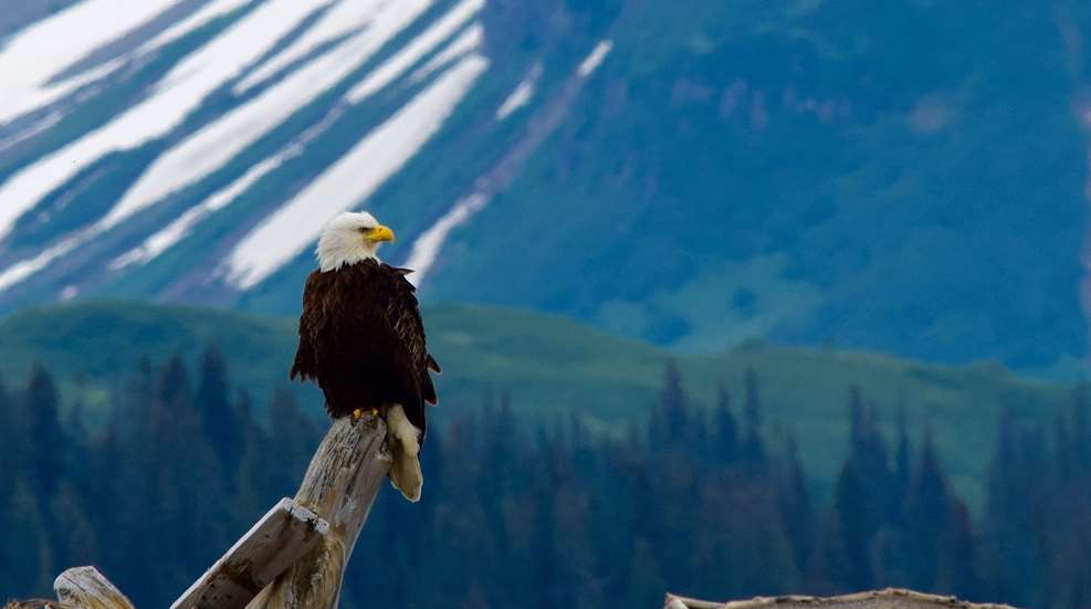Perched Bald Eagle