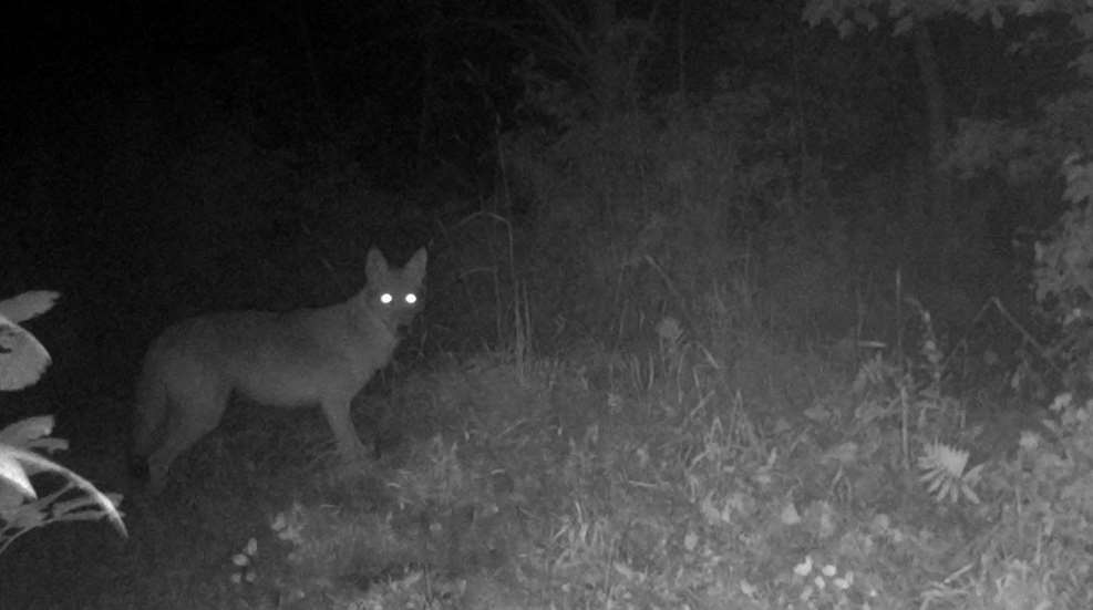 Coyote On Trail Cam At Night