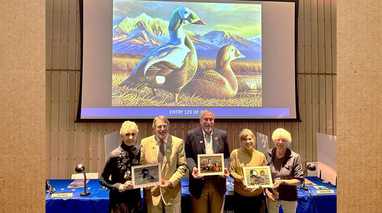 Deering Duck Stamp Usfws 2024 Federal Duck Stamp Contest Bruce Museum Lede