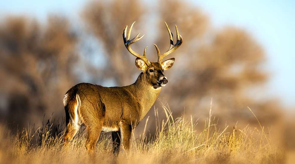Deering Drop A Deer Istock 2206518847