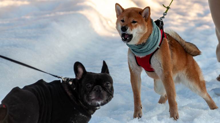 NRA Women | Doggo Defense: Leashed Dog vs. Unleashed Aggressor