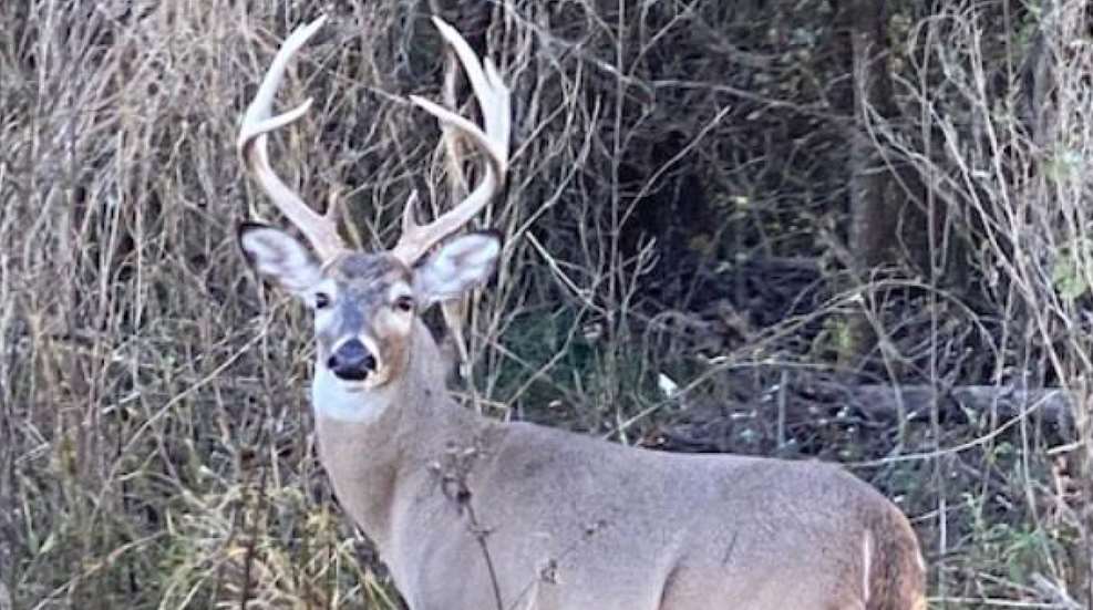 Rao Antler Restrictions 2
