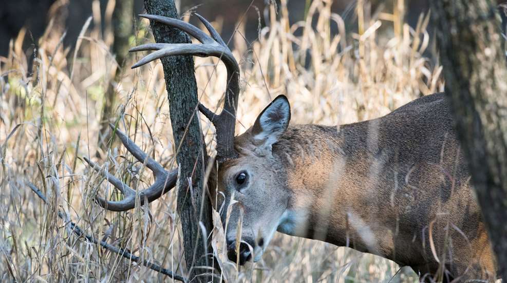 Rao Planning Deer Hunt Sign Rub