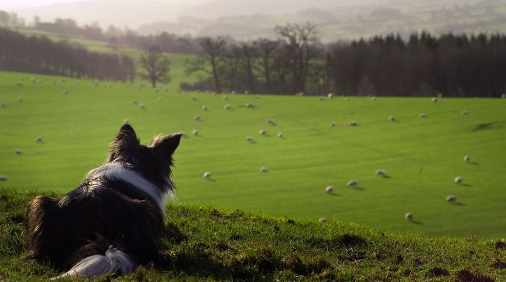 Sheepdog Watching Flock