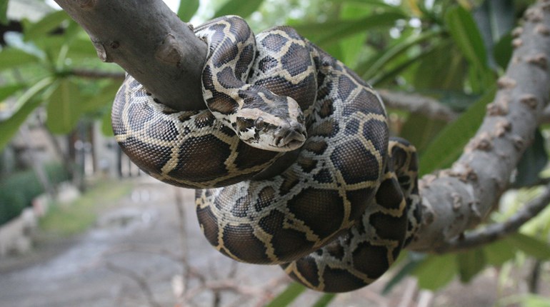 Burmese Python Lede