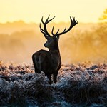 Deer At Dawn