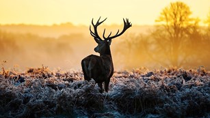 Deer At Dawn