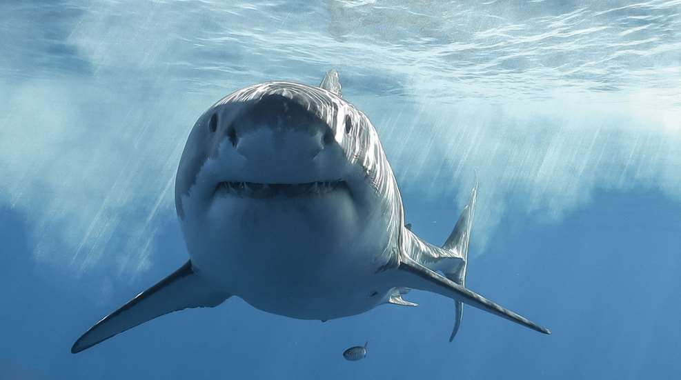 Bachman Bucket Head King Great White Shark