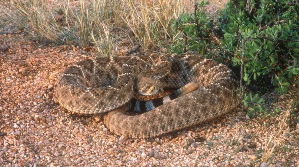 Western Diamondback Public Domain