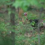 Rao Springtime Turkey Season Surprise Lede Istock 1248381746