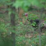 Spring Turkey Season Surprises