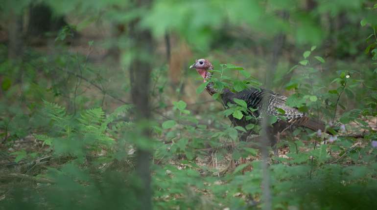 Rao Springtime Turkey Season Surprise Lede Istock 1248381746