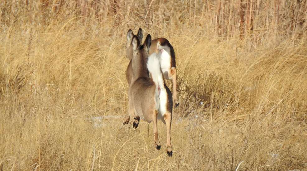 Rao Deer Sign Lede