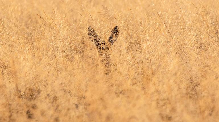 NRA Women | Are Brush-Busting Bullets Legit?
