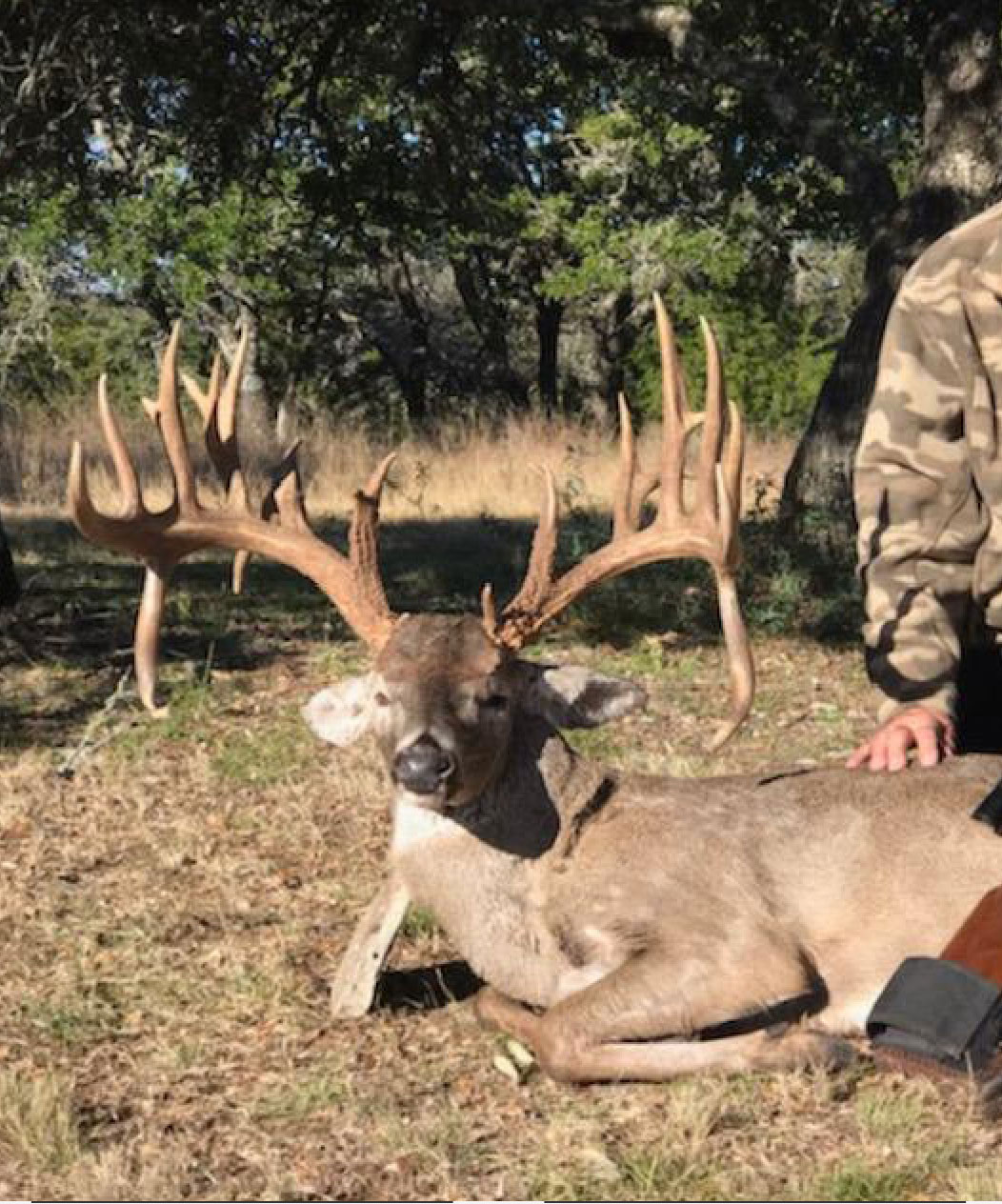 Do You Know Your Antler Terminology? • Air Gun Maniac