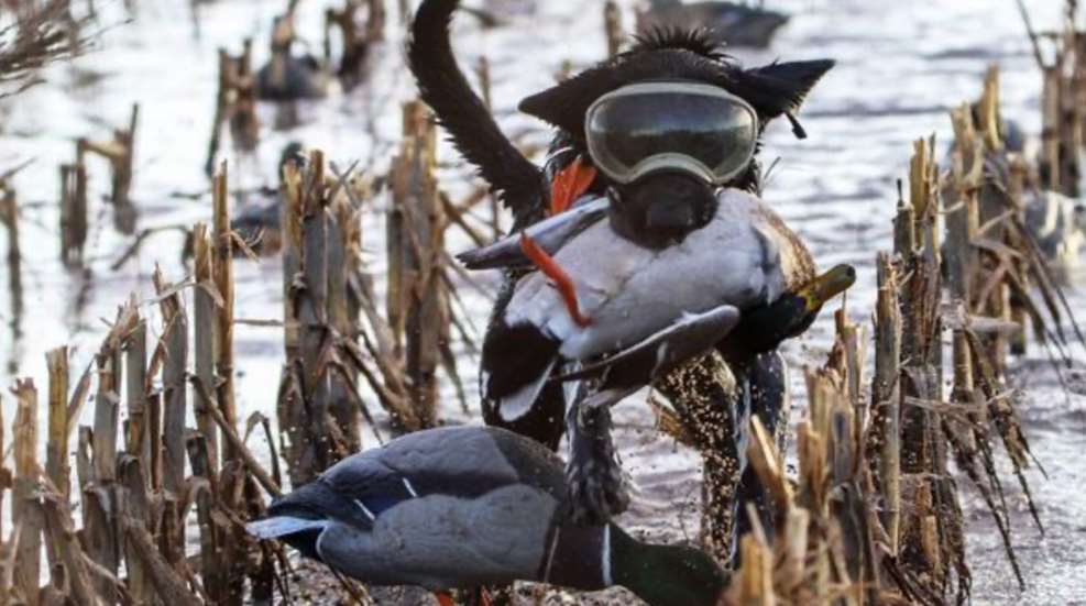 Dog Wearing Rex Specs