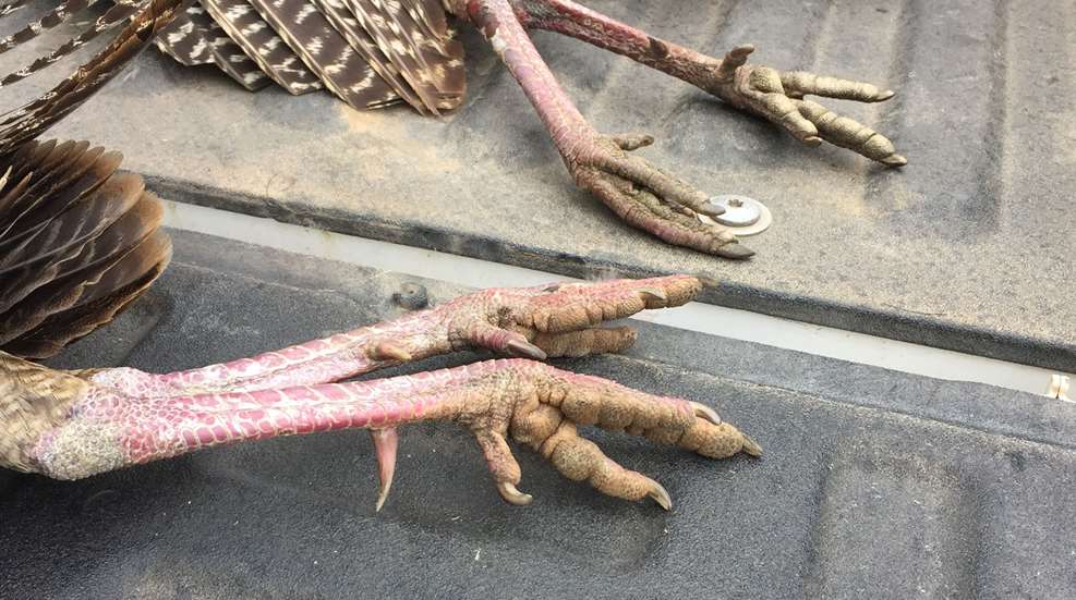 Turkey Spurs