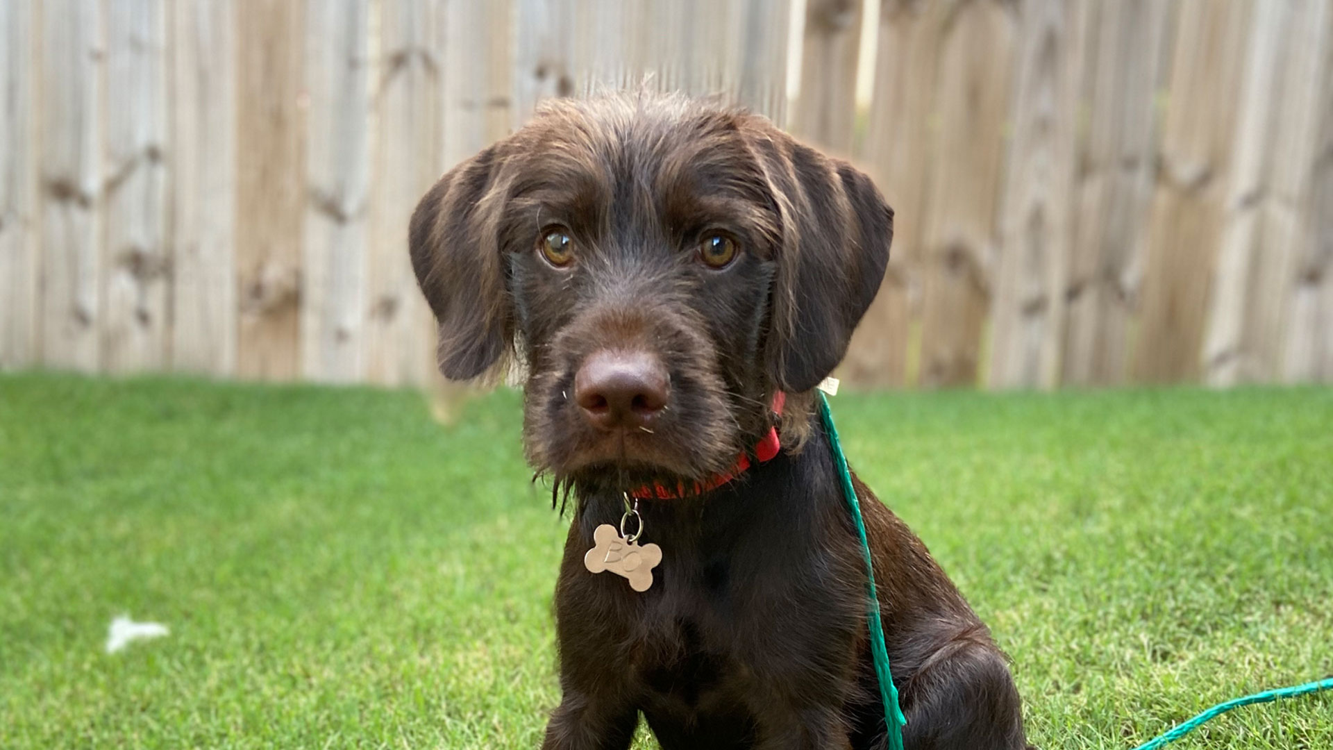 Deering Lesser Known Hunting Dogs Pudelpointer 1 Istock 2181774056