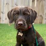 5 Hunting Dog Breeds You’ve Never Heard Of