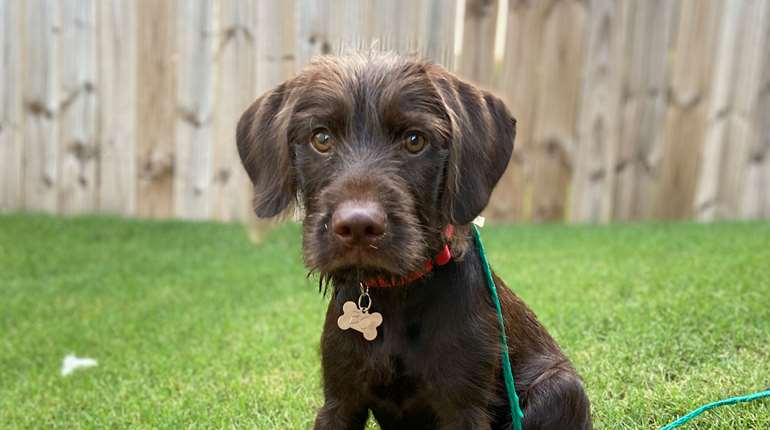 Deering Lesser Known Hunting Dogs Pudelpointer 1 Istock 2181774056