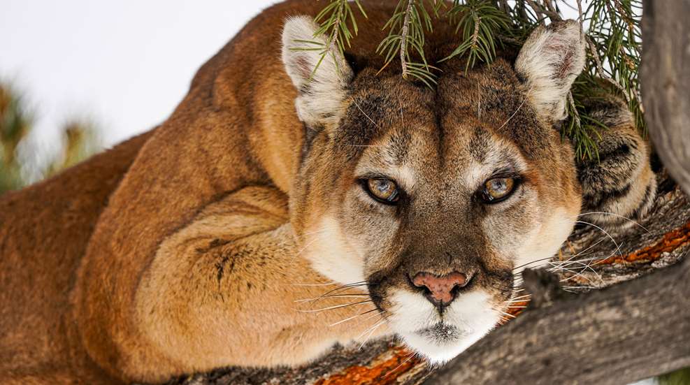 Deering Mountain Lion
