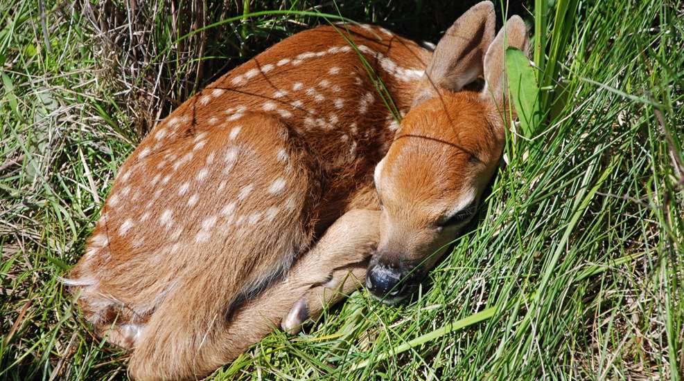 Fawn On Grass Public Domain