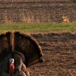 Bachman Turkey Predators Coyote 1