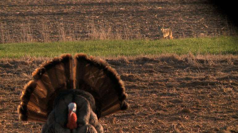 Bachman Turkey Predators Coyote 1