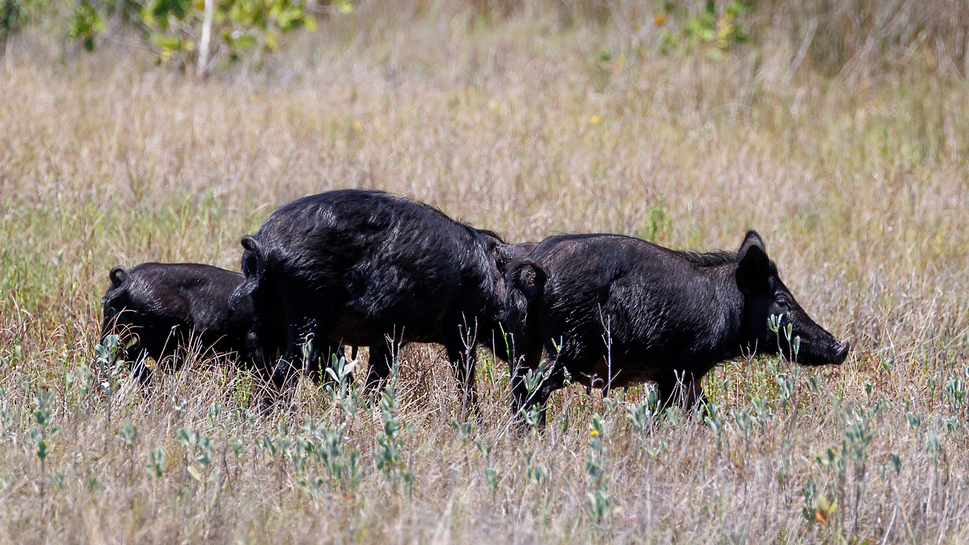 NRA Women  4 Tricks to Help Bag Your Feral Hog