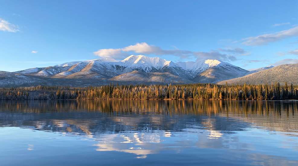 Yukon Moose
