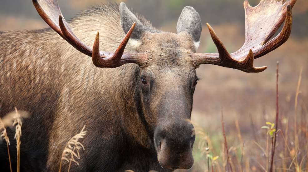 Rao Antlers Moose