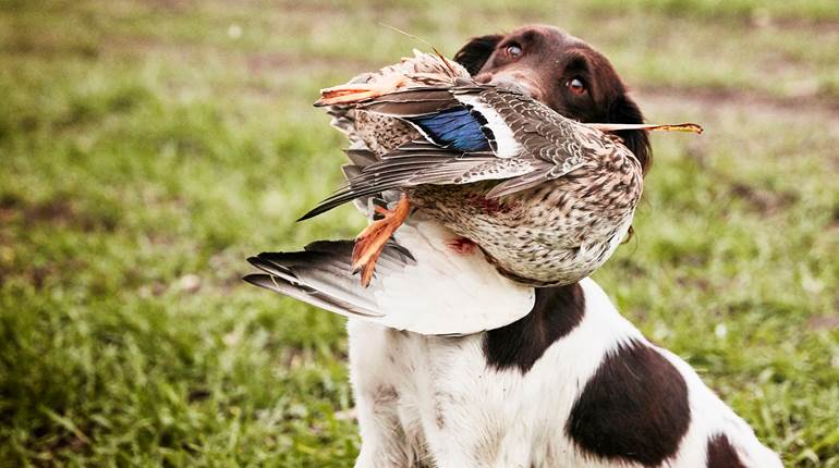 NRA Women | Are You Ready For Waterfowl Season?