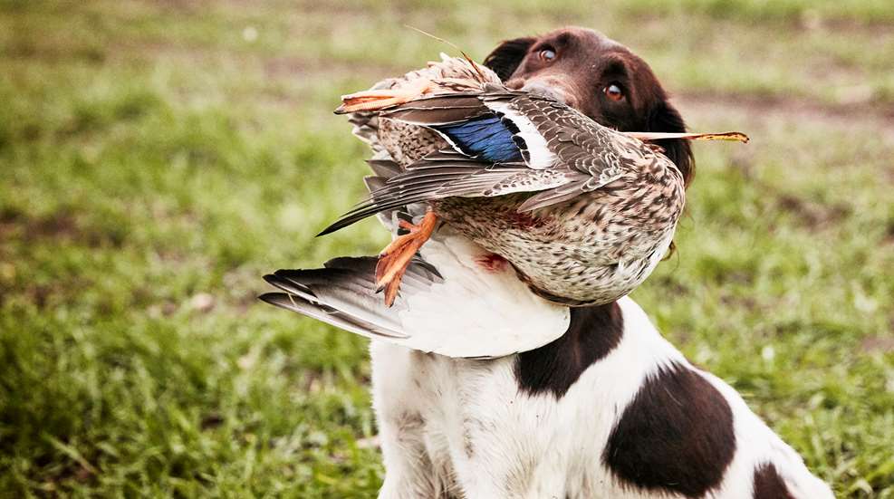 Bird Dog With Duck
