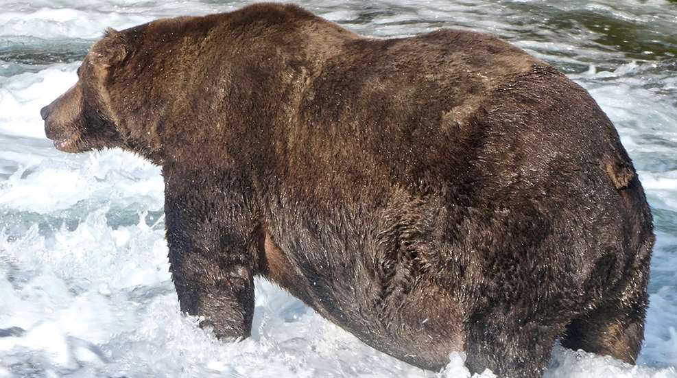 747 Fat Bear 2020