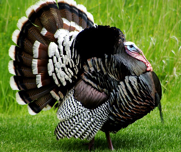 Nra Women Go Wild For Turkeys This Spring Nra Women Go Wild For Turkeys This Spring