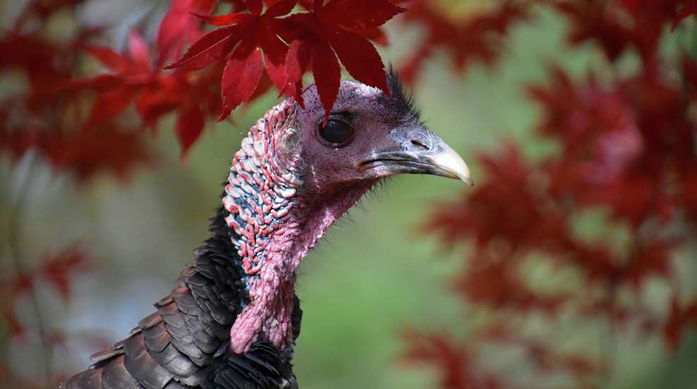 Turkey Red Leaves