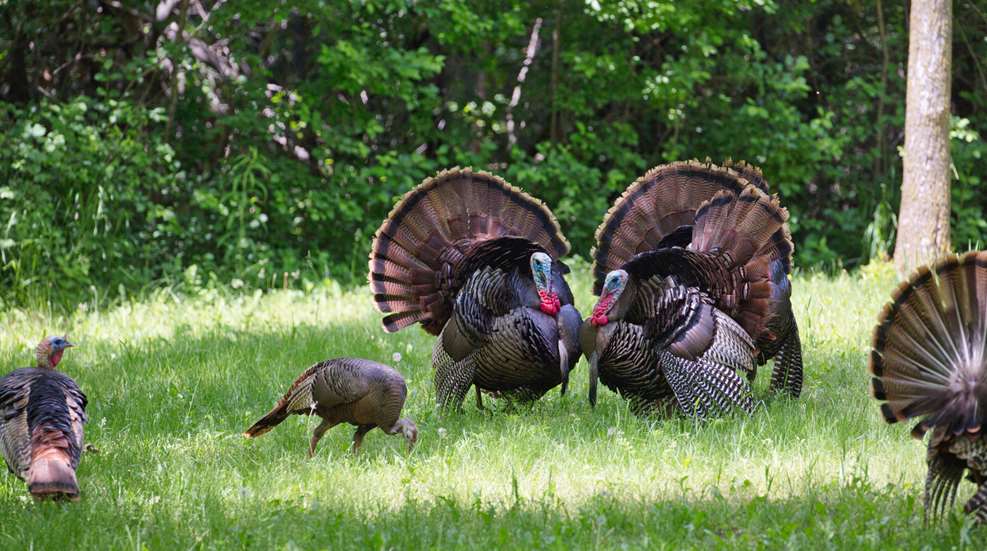 Male Turkeys With Female Turkeys