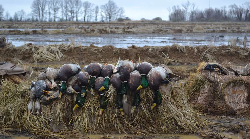Deering Duck Hunt Duck Pile
