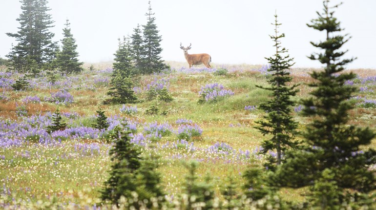 NRA Women | Hunting Distance: How Far Is Too Far?