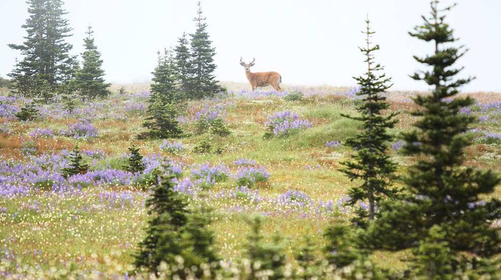 Deer In Distance