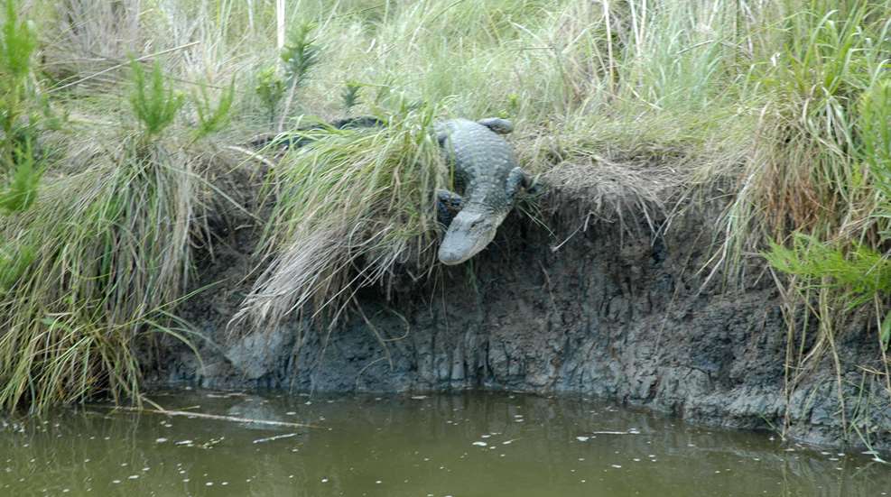 Rao Alligator Slide 1 Photo By Rao