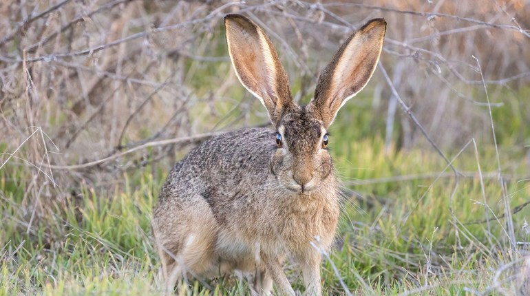 NRA Women | Easter Season Signals Rabbit Season