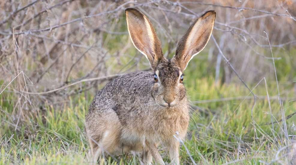 Rao Rabbit Jackrabbit 2