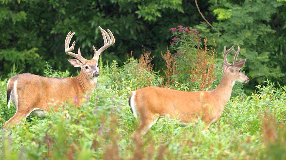 Whitetailed Deer