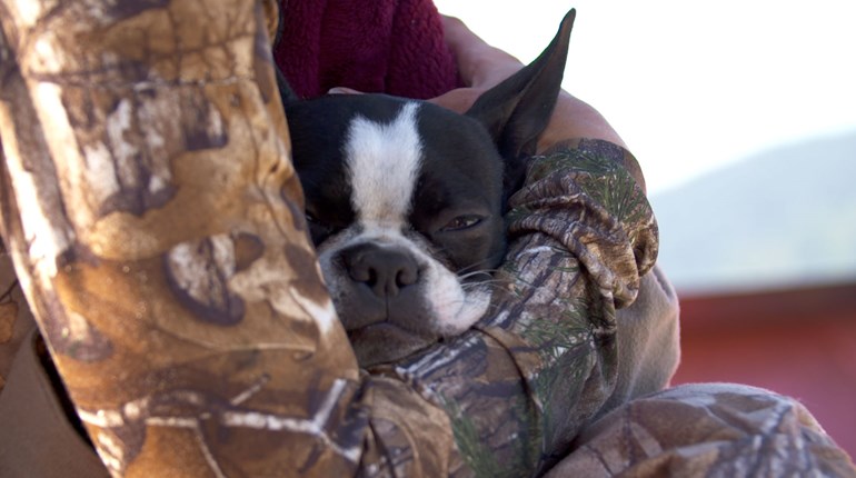 NRA Women | Keeping Your Pets Safe from Coyotes