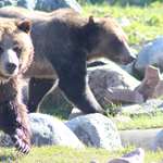 Rao Quick Detach Brown Bears Photo By Rao