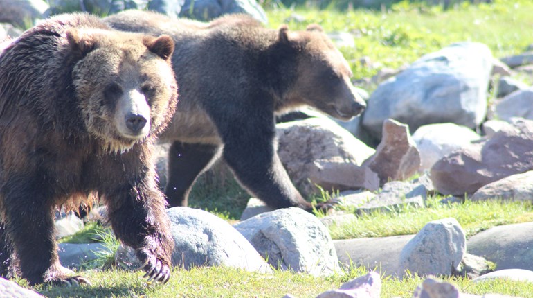 NRA Women | Two Great Choices for Quick-Release Scope Mounts