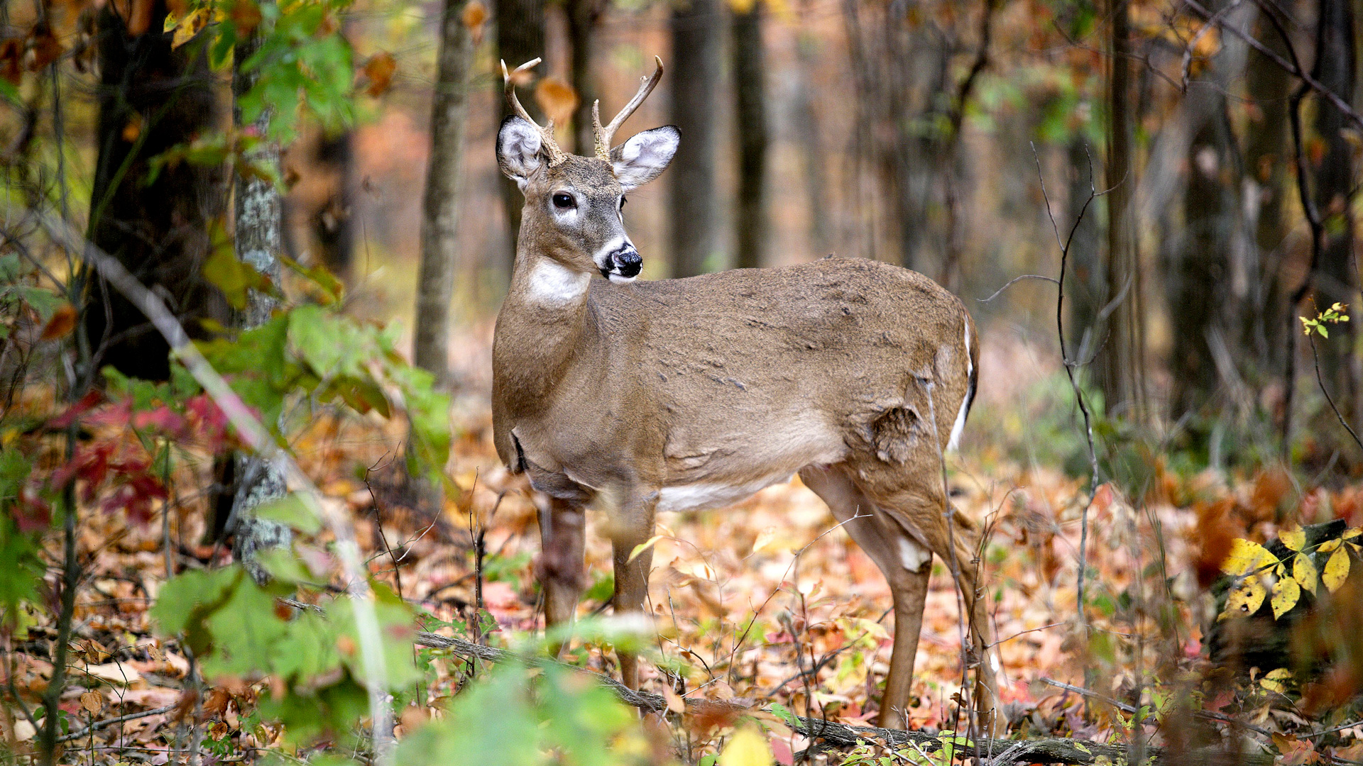 White-Tailed Deer - 6-Point Buck